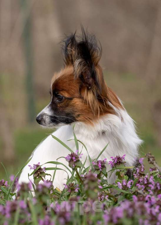 Собаки в Новороссийске: Продам щенка папийона (папильона) Мальчик, 60 000 руб. - фото 4