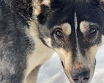 Собаки в Видном: Алабай Микаса, 1,5 года Девочка, Бесплатно - фото 2
