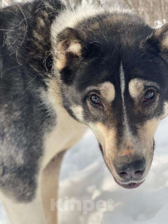 Собаки в Видном: Алабай Микаса, 1,5 года Девочка, Бесплатно - фото 2