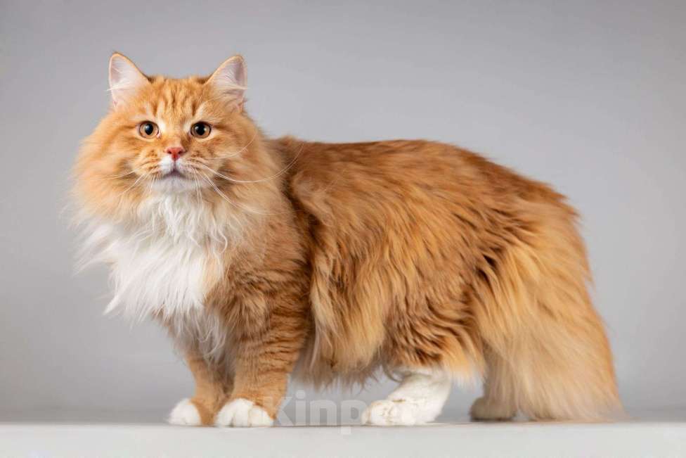 Кошки в Москве: Нежный ласковый юный котик Пушкин Мальчик, Бесплатно - фото 9