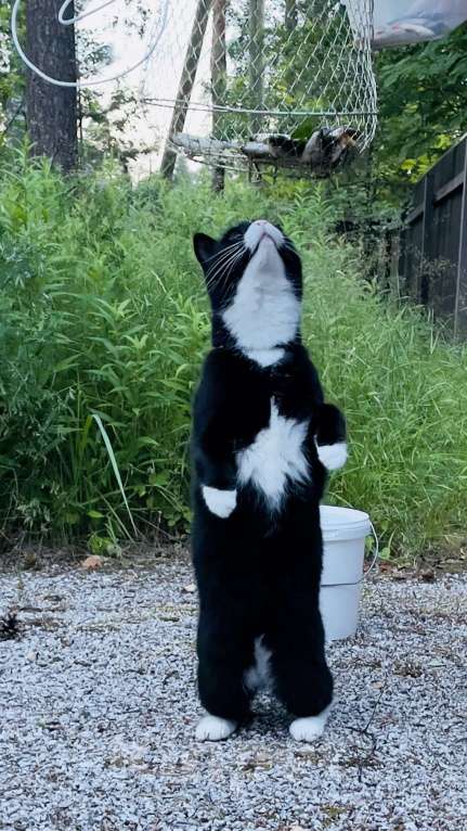 Кошки в Санкт-Петербурге: Потерялась кошка Девочка, 3 000 руб. - фото 3