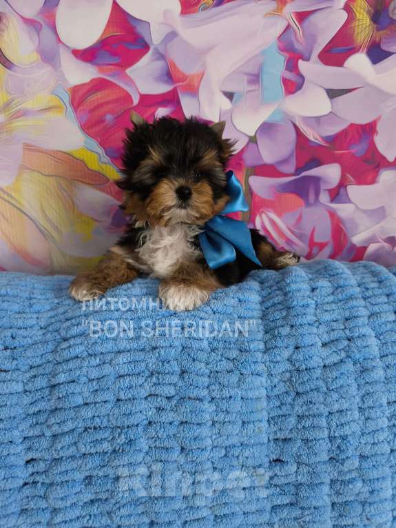 Собаки в Пушкино: Очень красивый мальчик  Мальчик, 50 000 руб. - фото 1