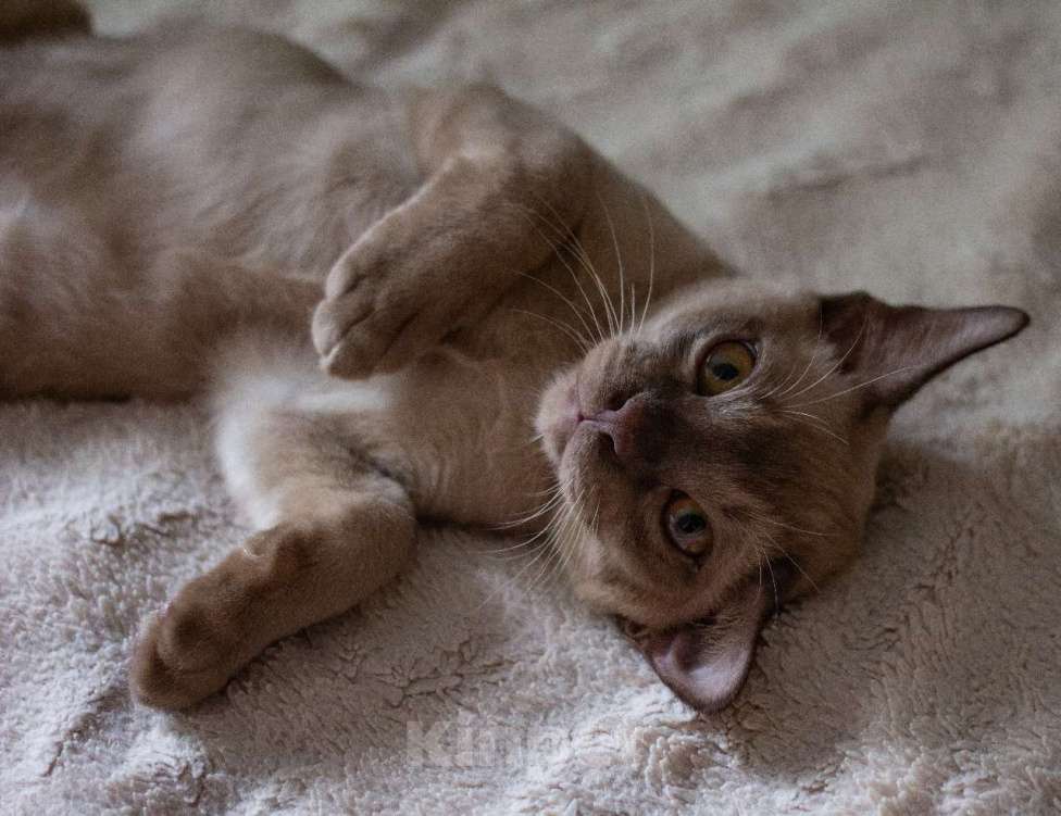 Кошки в Москве: Европейская Бурма Альф Мальчик, 85 000 руб. - фото 5