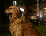 Собаки в Москве: Вязка, 1 руб. - фото 2
