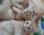 Кошки в Игарке: Котята, Бесплатно - фото 3