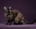 Кошки в Ливны: Котята без подшерстка, 15 руб. - фото 1