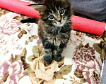 Кошки в Малмыже: Бронь котята, 10 000 руб. - фото 2