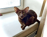 Кошки в Санкт-Петербурге: Ориентальный кот Вязка Мальчик, 7 500 руб. - фото 3