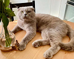 Кошки в Москве: Кот Хью британский красавец в дар. Мальчик, Бесплатно - фото 5
