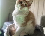 Кошки в Москве: Котята мейн кун Девочка, 50 000 руб. - фото 4