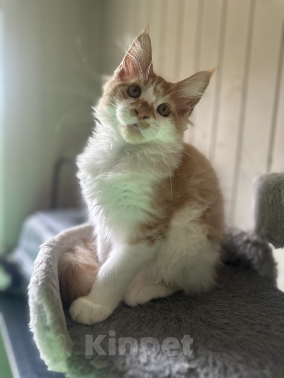 Кошки в Москве: Котята мейн кун Девочка, 50 000 руб. - фото 4