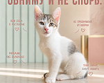 Кошки в Звенигороде: Котенок Окси Мальчик, Бесплатно - фото 1