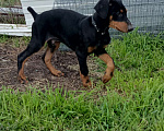 Собаки в других городах Краснодарского края: Щенки добермана Мальчик, 15 000 руб. - фото 5