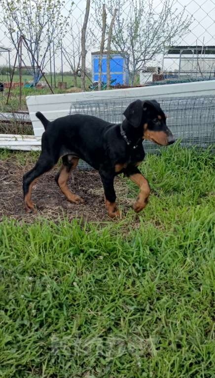 Собаки в других городах Краснодарского края: Щенки добермана Мальчик, 15 000 руб. - фото 5