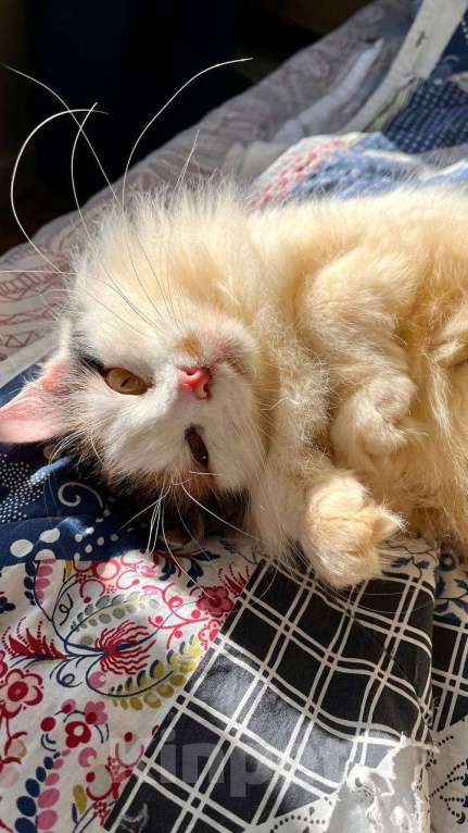 Кошки в Москве: кошка Сара ищет дом Девочка, Бесплатно - фото 5