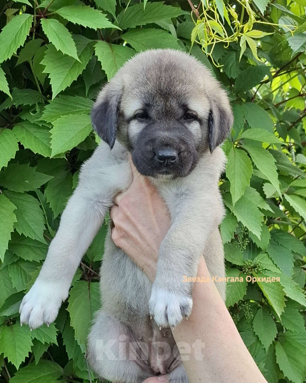 Собаки в других городах Московской области: Щенки кангала от Чемпионов Турции  Мальчик, Бесплатно - фото 5