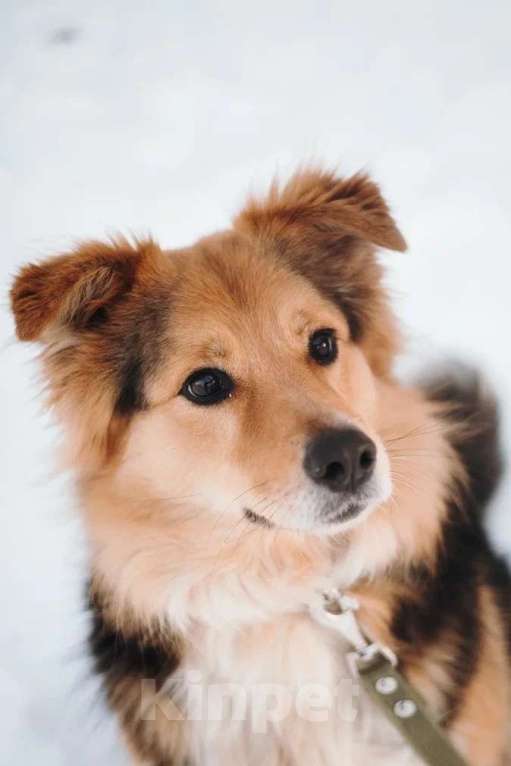 Собаки в Санкт-Петербурге: Пушистая Келли из приюта в добрые руки Девочка, Бесплатно - фото 1