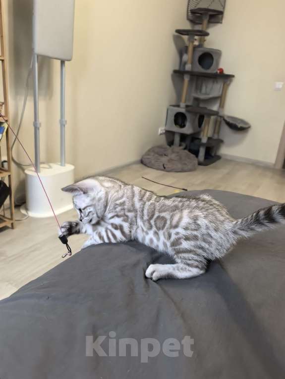 Кошки в Москве: Алфей Мальчик, 70 000 руб. - фото 6