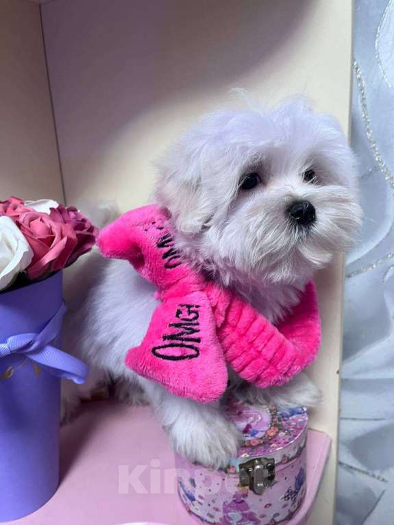Собаки в Москве: Продам щенка Мальтезье, девочка будет в разведение!  Девочка, 55 000 руб. - фото 4
