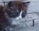 Кошки в других городах Московской области: Кот трёхцветка Мальчик, 30 000 руб. - фото 5