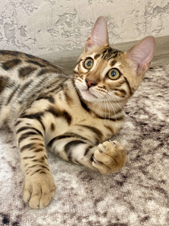 Кошки в Москве: Бенгальский мальчик Мальчик, 50 000 руб. - фото 1
