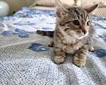 Кошки в Рязани: Отдам в добрые руки Девочка, Бесплатно - фото 2