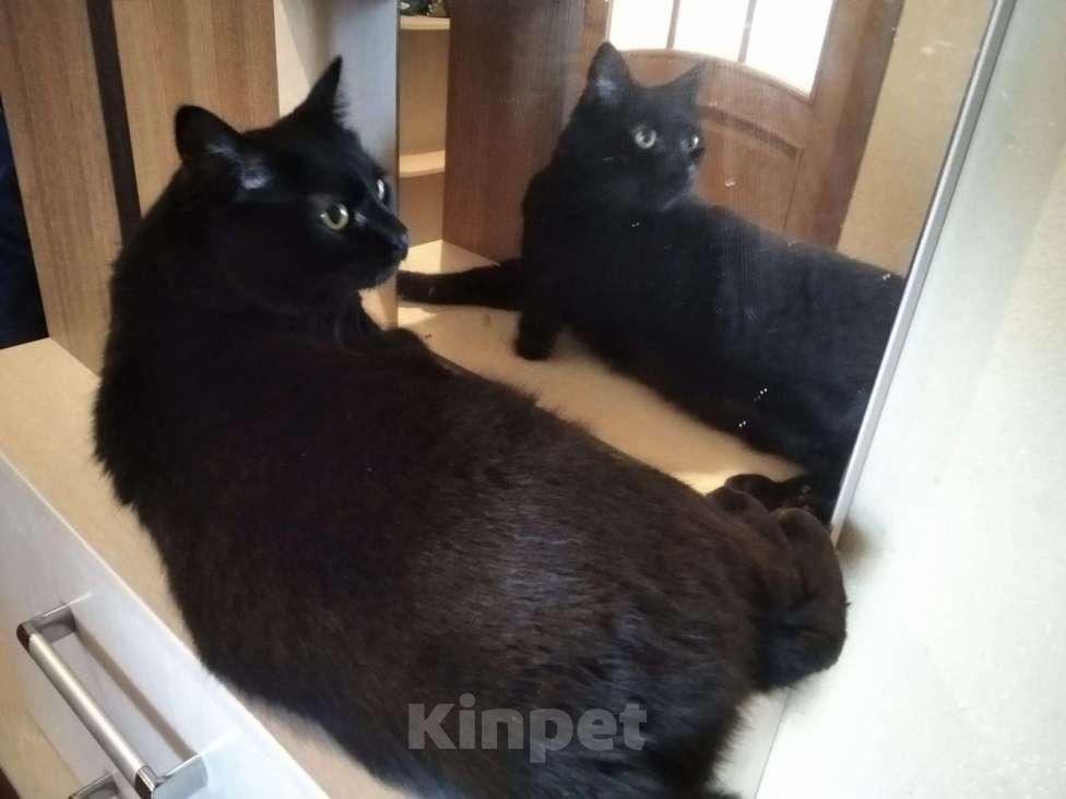 Кошки в Воронеже: Котик и зеркальце Мальчик, 100 руб. - фото 2