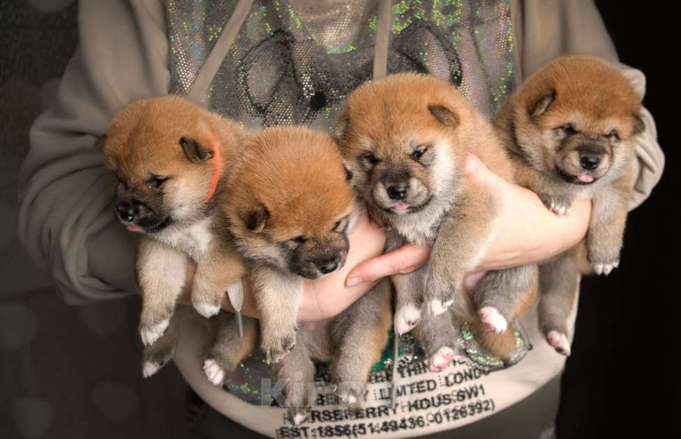 Собаки в Санкт-Петербурге: Щенки Сиба Ину Мальчик, Бесплатно - фото 5