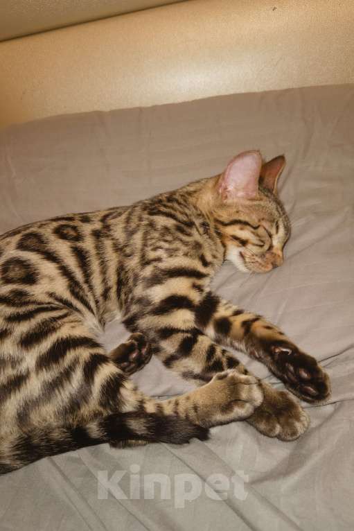 Кошки в Екатеринбурге: Бенгальский котенок Мальчик, 15 000 руб. - фото 2