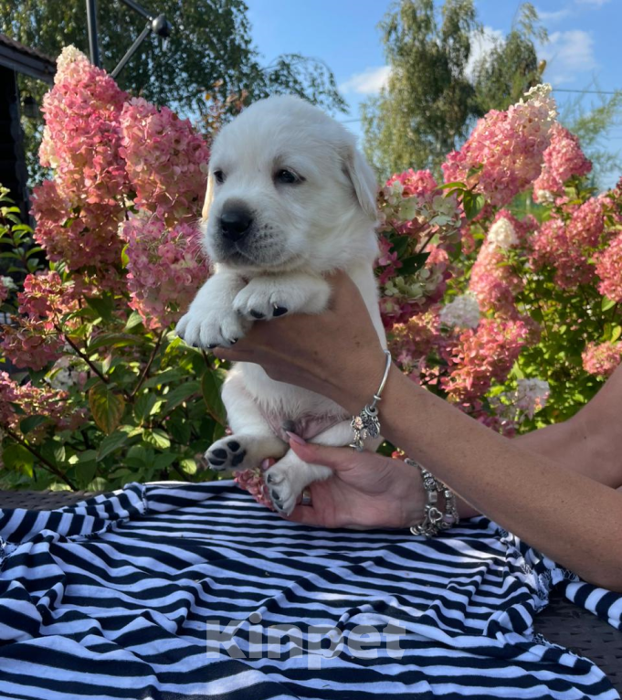 Собаки в Москве: Продажа щенков лабрадора  Мальчик, 90 000 руб. - фото 2