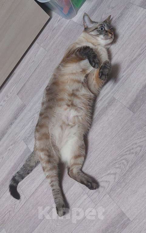 Кошки в Новосибирске: В добрые руки Девочка, Бесплатно - фото 4