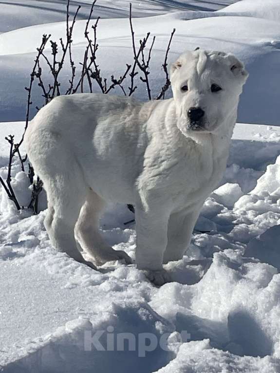 Собаки в Москве: Среднеазиатская овчарка, алабай, щенок Девочка, Бесплатно - фото 2