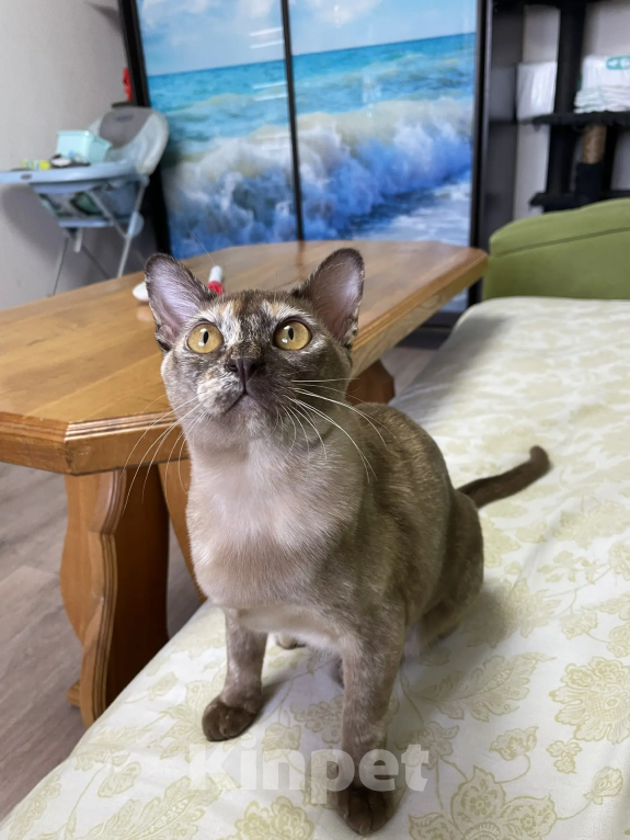 Кошки в Нижнем Новгороде: Бурманские котята Девочка, 15 000 руб. - фото 1