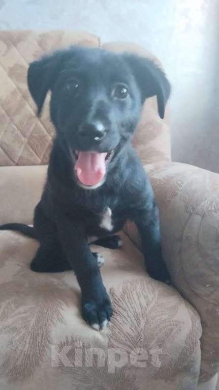 Собаки в Санкт-Петербурге: Чудесный умный щенок ищет дом Девочка, Бесплатно - фото 4