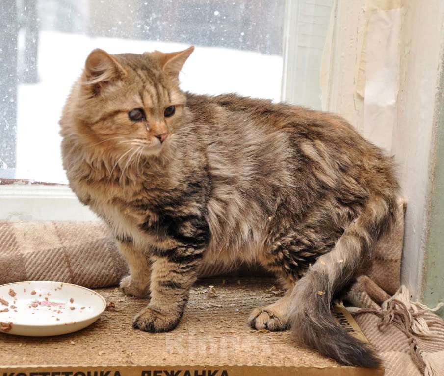 Кошки в Москве: Пушистик Бориска Мальчик, Бесплатно - фото 4