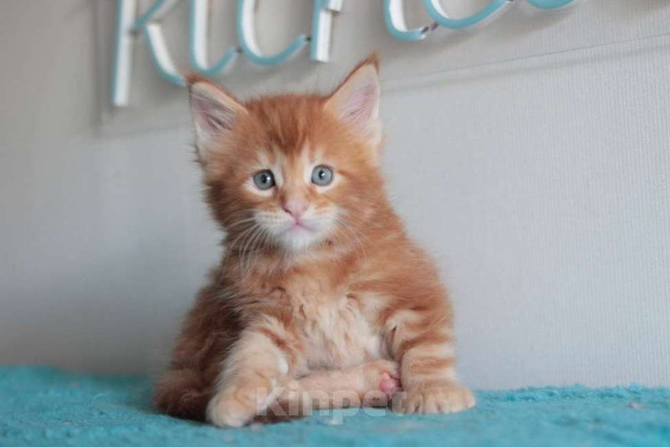 Кошки в Екатеринбурге: Котята мейнкун из питомника Ричкун- Екатеринбург Мальчик, 60 000 руб. - фото 7