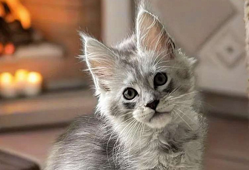 Пушистый ангел для вашего новогоднего настроения