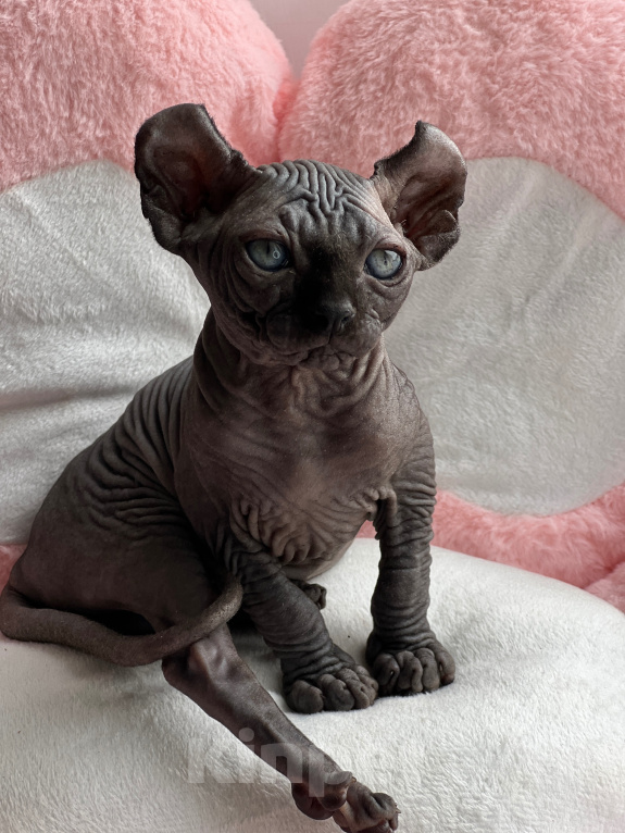 Кошки в Новокузнецке: Котенок Эльф Девочка, 80 000 руб. - фото 4