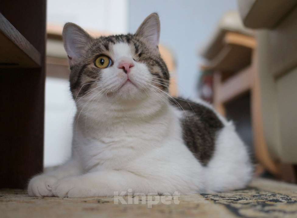 Кошки в Москве: Котенок Мишка  Мальчик, Бесплатно - фото 6