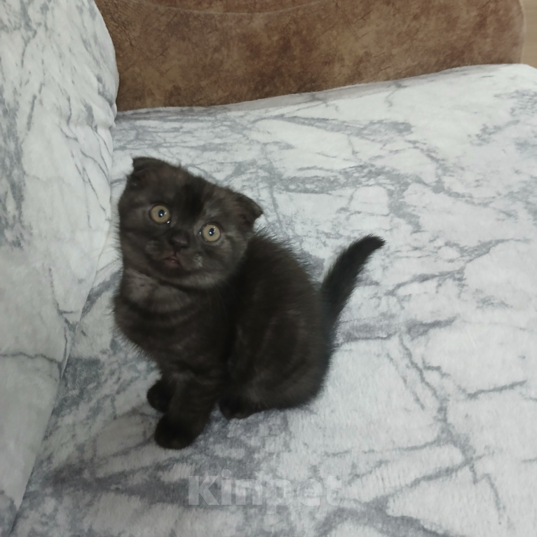 Кошки в Арзамасе: Продаю щотландскую кошечку Девочка, 3 000 руб. - фото 4