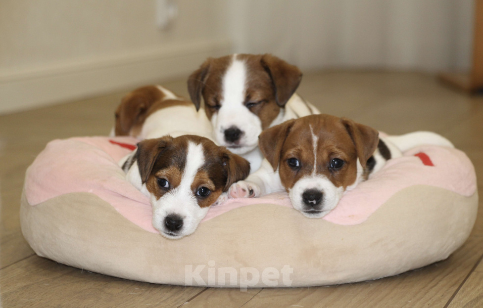 Собаки в Москве: Джек Рассел щенок Девочка, 100 000 руб. - фото 4