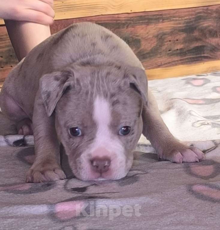 Собаки в Черногорске: Девочка Девочка, 90 000 руб. - фото 2