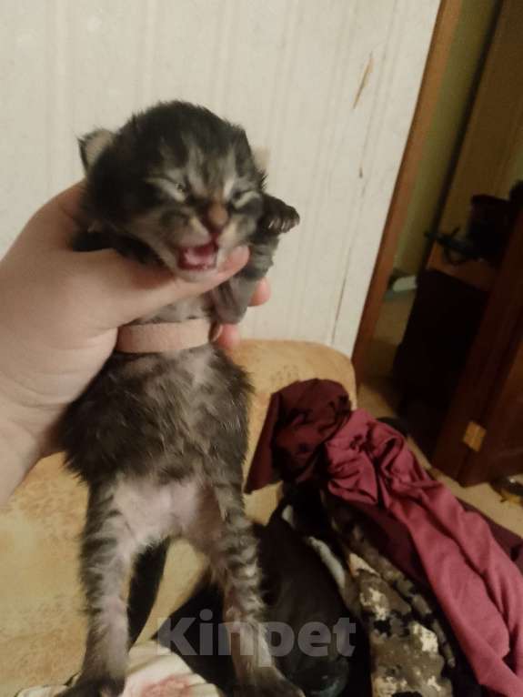 Кошки в Кирове: Розовый (оранжевый) Мальчик, 2 500 руб. - фото 3