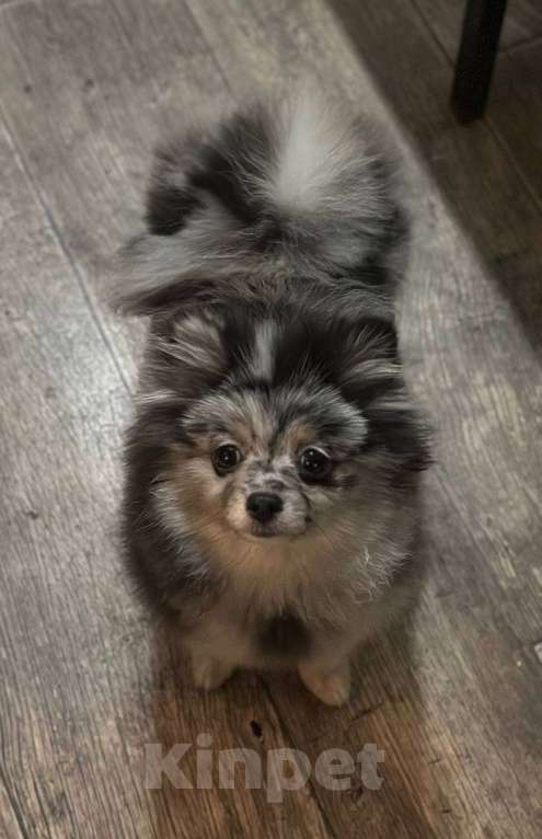 Собаки в Москве: Девочка немецкого шпица мрамор  Девочка, Бесплатно - фото 1