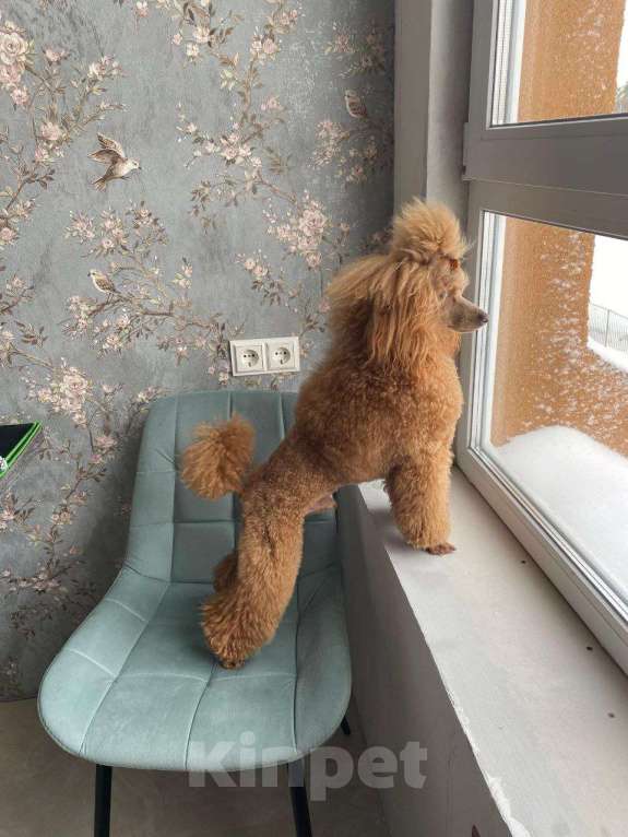 Собаки в Видном: Щенки миниатюрного пуделя Девочка, 50 000 руб. - фото 5