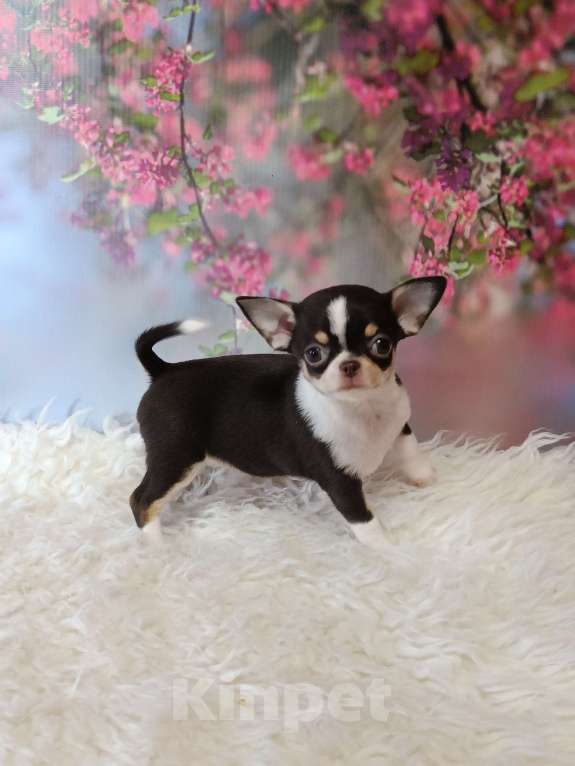 Собаки в Москве: Мини девочка шоколадка Девочка, 95 000 руб. - фото 5