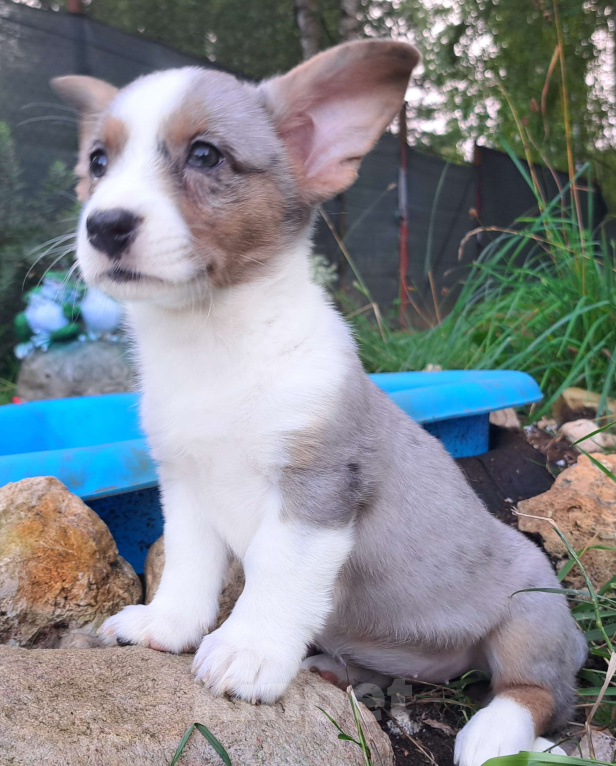 Собаки в Москве: Лафренция Девочка, 50 000 руб. - фото 2