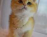 Кошки в Москве: Британская золотая шиншилла  Девочка, 90 000 руб. - фото 1