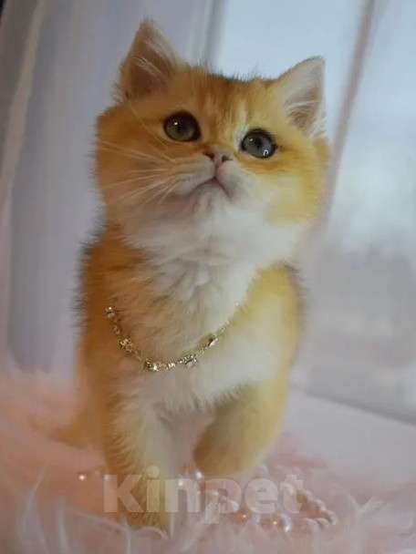 Кошки в Москве: Британская золотая шиншилла  Девочка, 90 000 руб. - фото 1