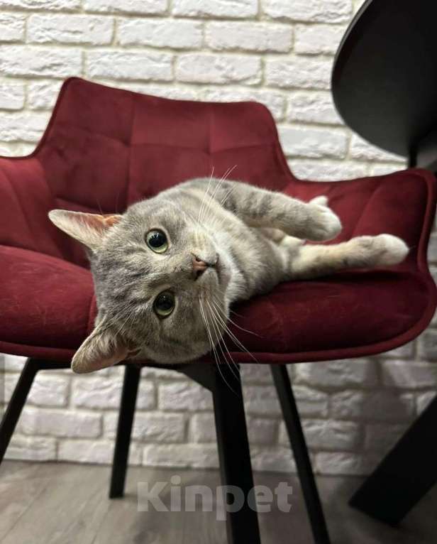 Кошки в Москве: Серый мраморный котик ищет добрые руки Мальчик, Бесплатно - фото 3